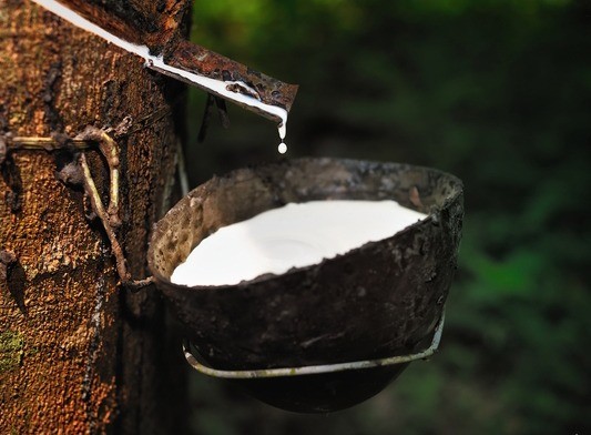 all foam latex mattresses are made from the sap of the rubber tree. 