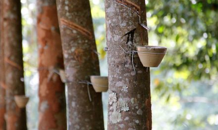 How Natural Latex Foam Is Made: From Tree Sap To Finished Product