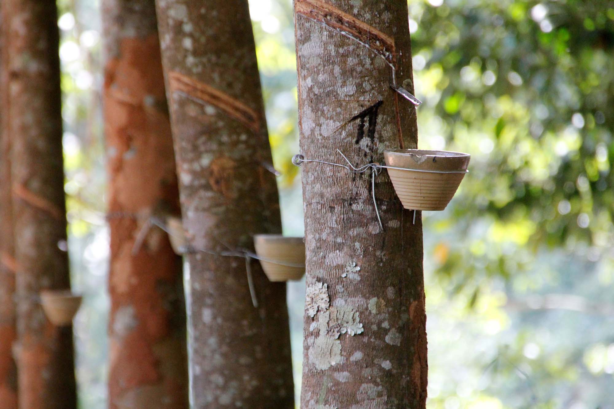 Rubber tree - Hevea Brasiliensis 