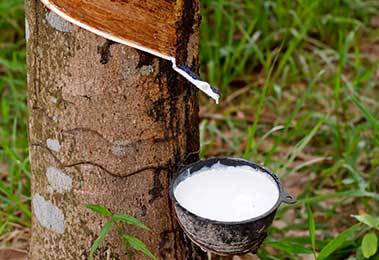 Extraction of raw latex sap that is used to make a Natural Latex Rubber Mattress.