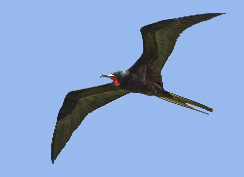 Frigate bird