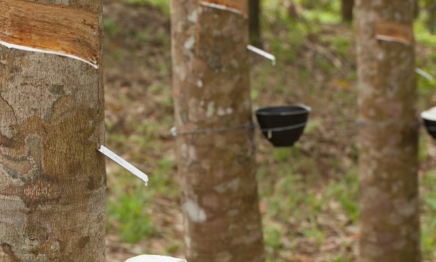 Raw latex sap is collected from a Rubber Tree plantation. At the manufacturing facility, it is combined with non-toxic chemicals and baked into a supportive foam.