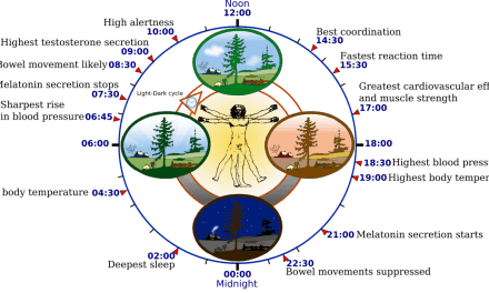 What is circadian rhythm?