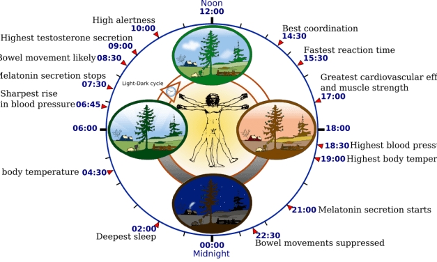 What is circadian rhythm?