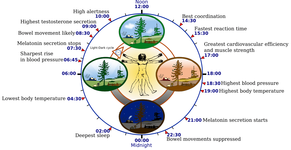 What is circadian rhythm?