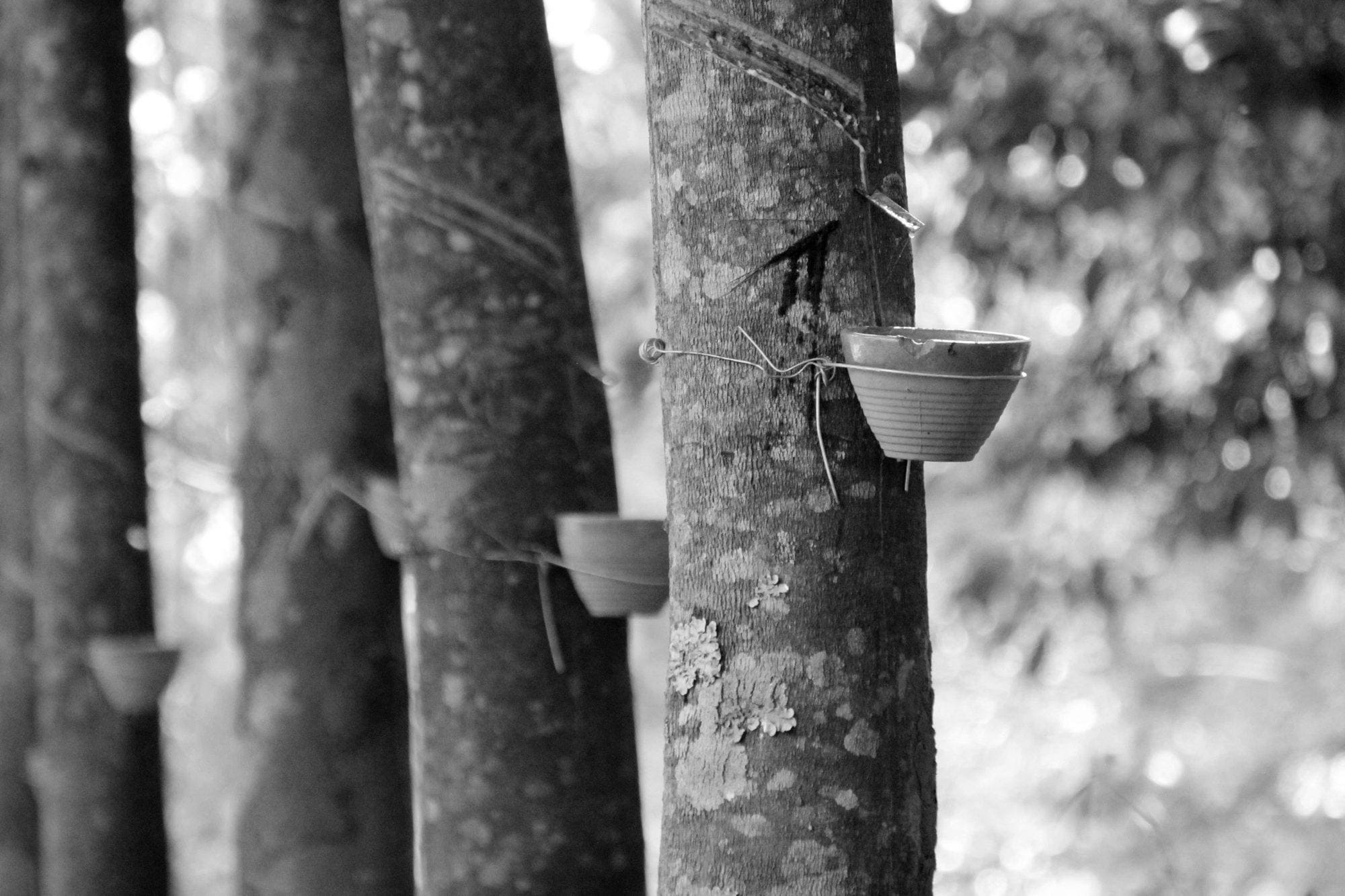 What is latex made of? It all starts at the rubber tree (Hevea Brasiliensis) plantation. The sap of the rubber tree is collected and processed into many different products. 