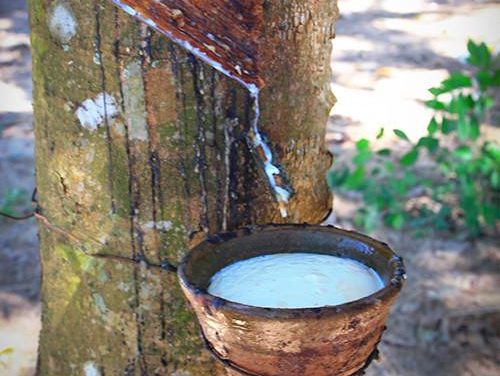 Latex tree sap is cured (baked) together with other ingredients to make latex foam. Two layers form the core of the mattress.