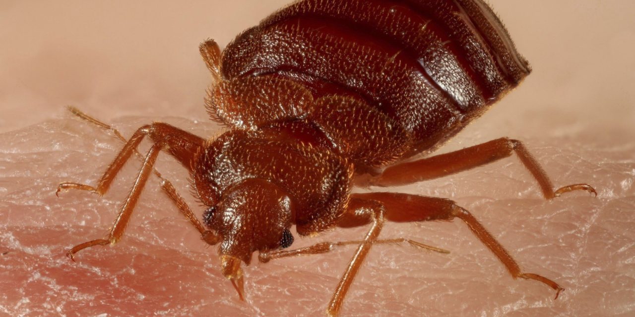 How To Get Rid Of Bedbugs Naturally