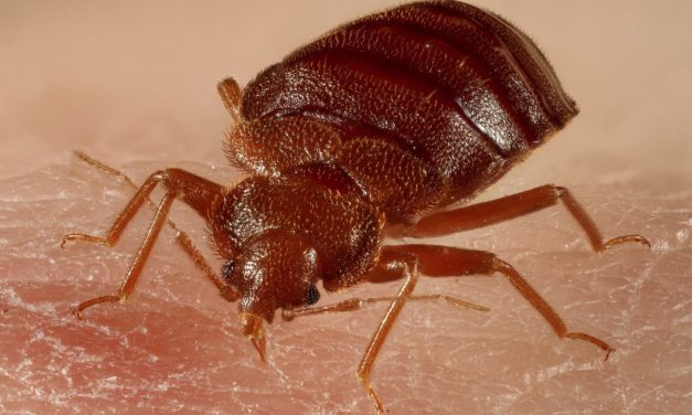 How To Get Rid Of Bedbugs Naturally